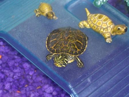 C EST KARTY MON KIKI (EUH NON LA TORTUE!!)