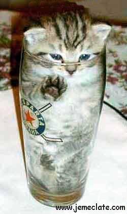 CHAT INCORPORE