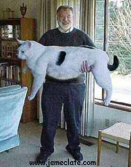 PUTIN LE CHAT